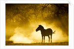 Plains Zebra at Sunset, Moremi Game Reserve, Botswana by Anonymous