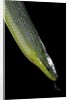 Gonyosoma oxycephala (red-tailed green rat snake) by Anonymous