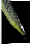 Gonyosoma oxycephala (red-tailed green rat snake) by Anonymous