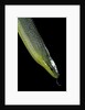 Gonyosoma oxycephala (red-tailed green rat snake) by Anonymous