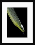 Gonyosoma oxycephala (red-tailed green rat snake) by Anonymous