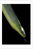 Gonyosoma oxycephala (red-tailed green rat snake) by Anonymous