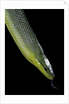 Gonyosoma oxycephala (red-tailed green rat snake) by Anonymous