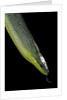 Gonyosoma oxycephala (red-tailed green rat snake) by Anonymous