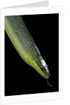 Gonyosoma oxycephala (red-tailed green rat snake) by Anonymous