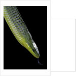 Gonyosoma oxycephala (red-tailed green rat snake) by Anonymous