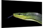 Gonyosoma oxycephala (red-tailed green rat snake) by Anonymous
