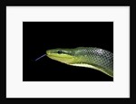 Gonyosoma oxycephala (red-tailed green rat snake) by Anonymous