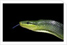 Gonyosoma oxycephala (red-tailed green rat snake) by Anonymous