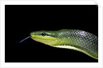Gonyosoma oxycephala (red-tailed green rat snake) by Anonymous