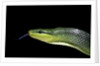 Gonyosoma oxycephala (red-tailed green rat snake) by Anonymous