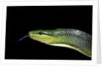 Gonyosoma oxycephala (red-tailed green rat snake) by Anonymous