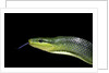 Gonyosoma oxycephala (red-tailed green rat snake) by Anonymous