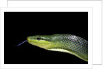 Gonyosoma oxycephala (red-tailed green rat snake) by Anonymous