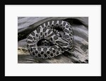 Heterodon nasicus (western hog-nosed snake) - young by Anonymous