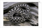Heterodon nasicus (western hog-nosed snake) - young by Anonymous