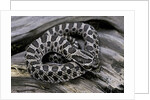 Heterodon nasicus (western hog-nosed snake) - young by Anonymous