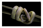 Lampropeltis getula californiae f. albino (California kingsnake) by Anonymous