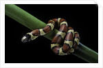 Lampropeltis mexicana (mexican kingsnake) by Anonymous