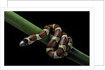 Lampropeltis mexicana (mexican kingsnake) by Anonymous