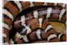 Lampropeltis pyromelana woodini (Sonoran mountain kingsnake) by Anonymous