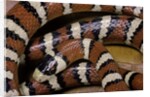 Lampropeltis pyromelana woodini (Sonoran mountain kingsnake) by Anonymous