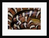 Lampropeltis pyromelana woodini (Sonoran mountain kingsnake) by Anonymous