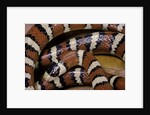 Lampropeltis pyromelana woodini (Sonoran mountain kingsnake) by Anonymous