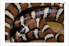 Lampropeltis pyromelana woodini (Sonoran mountain kingsnake) by Anonymous