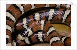 Lampropeltis pyromelana woodini (Sonoran mountain kingsnake) by Anonymous