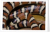 Lampropeltis pyromelana woodini (Sonoran mountain kingsnake) by Anonymous
