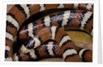 Lampropeltis pyromelana woodini (Sonoran mountain kingsnake) by Anonymous