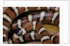 Lampropeltis pyromelana woodini (Sonoran mountain kingsnake) by Anonymous
