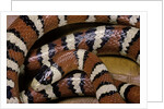 Lampropeltis pyromelana woodini (Sonoran mountain kingsnake) by Anonymous