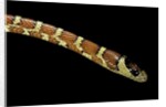 Lampropeltis pyromelana woodini (Sonoran mountain kingsnake) by Anonymous
