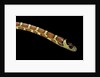 Lampropeltis pyromelana woodini (Sonoran mountain kingsnake) by Anonymous