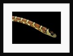 Lampropeltis pyromelana woodini (Sonoran mountain kingsnake) by Anonymous