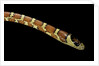 Lampropeltis pyromelana woodini (Sonoran mountain kingsnake) by Anonymous