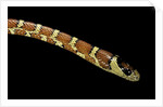 Lampropeltis pyromelana woodini (Sonoran mountain kingsnake) by Anonymous