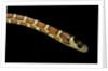 Lampropeltis pyromelana woodini (Sonoran mountain kingsnake) by Anonymous