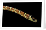 Lampropeltis pyromelana woodini (Sonoran mountain kingsnake) by Anonymous