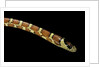 Lampropeltis pyromelana woodini (Sonoran mountain kingsnake) by Anonymous