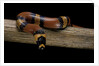 Lampropeltis triangulum hondurensis (Honduras milksnake) by Anonymous