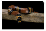 Lampropeltis triangulum hondurensis (Honduras milksnake) by Anonymous