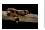 Lampropeltis triangulum hondurensis (Honduras milksnake) by Anonymous