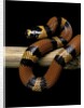 Lampropeltis triangulum hondurensis (Honduras milksnake) by Anonymous