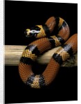 Lampropeltis triangulum hondurensis (Honduras milksnake) by Anonymous