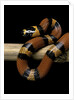 Lampropeltis triangulum hondurensis (Honduras milksnake) by Anonymous