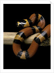 Lampropeltis triangulum hondurensis (Honduras milksnake) by Anonymous