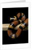 Lampropeltis triangulum hondurensis (Honduras milksnake) by Anonymous